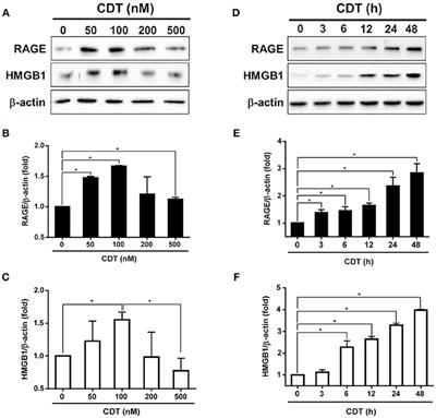 Coalescence of RAGE in Lipid Rafts in Response to Cytolethal Distending Toxin-Induced Inflammation